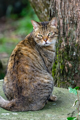 野良猫のポートレート