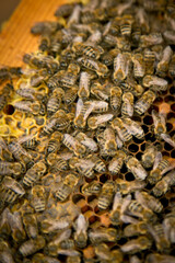 Beehive close up in production