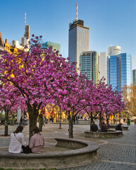 Opernplatz Frankfurt im Frühling mit Zierkirschen Bäume (Hessen)
