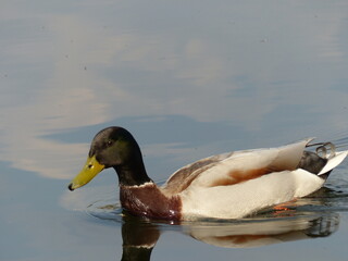 Ente auf See