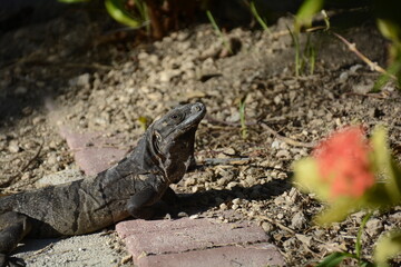 iguana on the rocks