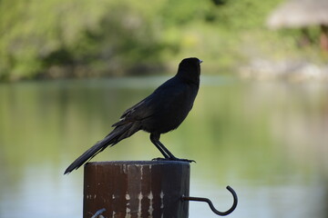 crow on the lake