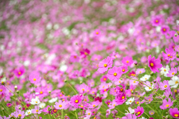 コスモスの花　秋のイメージ