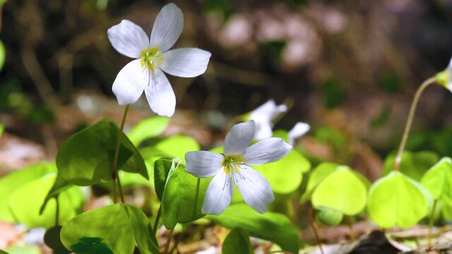Shamrock (Oxalis acetosella). Plant of of Europe and Asia shady dark coniferous forests. Trifoliate leaves and flowers fold at night. Medicinal plant: anti-inflammatory, digestive. Nectariferous
