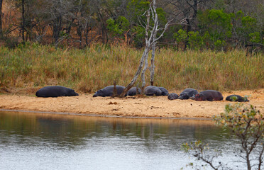 Hippos resting by a lakeside in Kruger National Park, South Africa.