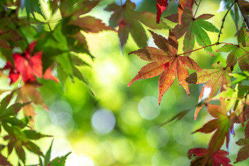 Fototapeta premium 紅葉 秋のイメージ