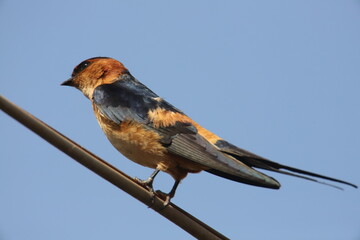 swallow on a wire