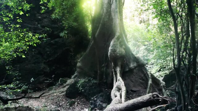 Side roots, tree outgrowths (tabular root) as additional support for high-stemmed tropical trees, Ironwood (Mesua ferrea), medical, poison resin. Rainforest Sri Lanka, voices of birds in background