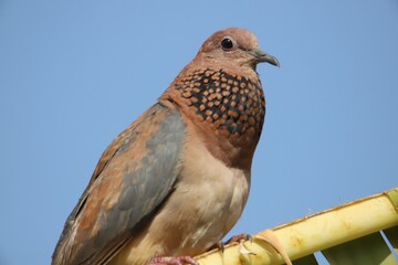 turtle dove on a branch