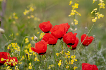 Obraz premium Red Poppy Flowers in a field