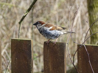 Spatz auf Pfeiler