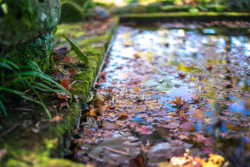 紅葉と水面　秋のイメージ