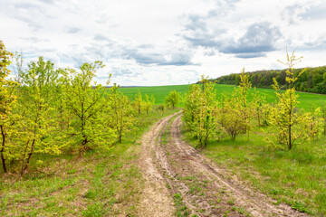 Naklejka premium Nobody on the country road . Direction to nowhere . Dirty road with green nature