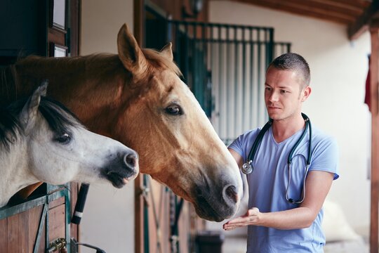 Veterinary medicine at farm. Veterinarian during medical care of horses in stables.
