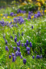 Blühender Frühlingsgarten im Sonnenschein