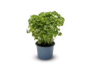  Parsley beautiful flowers in a pot isolated on white background with​ clipping path​