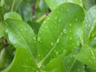 Green leaves with rain drops