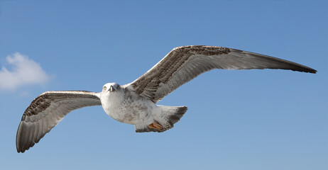 Beautiful flying seagull isolated on blue sky background