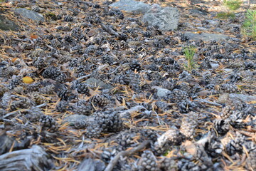 A plot of land in the forest covered with spruce cones.