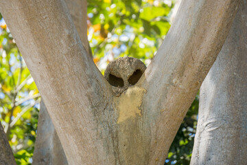 Joao de Barro nest over tree, Rufous hornero