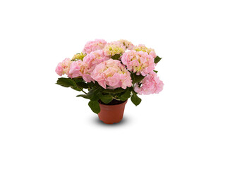 bouquet hydrangea beautiful hot of pink flowers in a pot isolated on white background​ with​ clipping path​