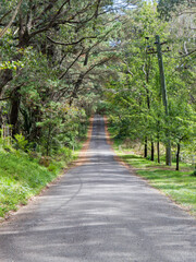 Obraz premium An empty street with green trees on its side.