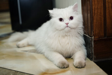white cat is posing for picture.