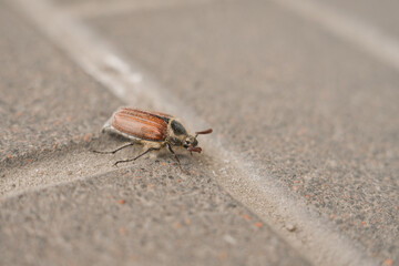 May beetle crawling on the asphalt in spring