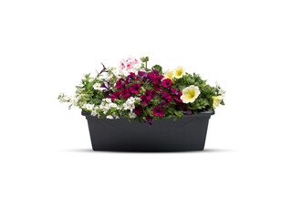 Beautiful summer flowers in a pot isolated on white background​ with​ clipping​ path​