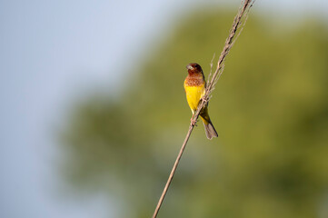 Red headed bunting bird on Perch 