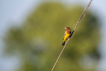 Red headed bunting bird on Perch 