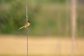 Red headed bunting bird on Perch 