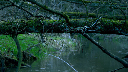 fallen tree by the stream