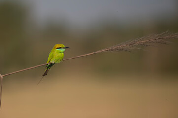 Little green bee Eater 