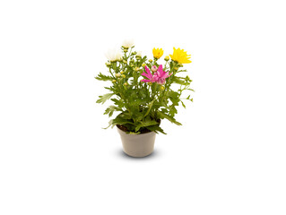 Beautiful summer flowers in a pot isolated on white background with​ clipping path​