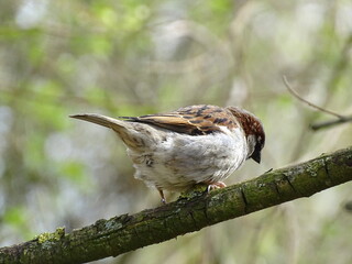 Spatz auf dem Ast