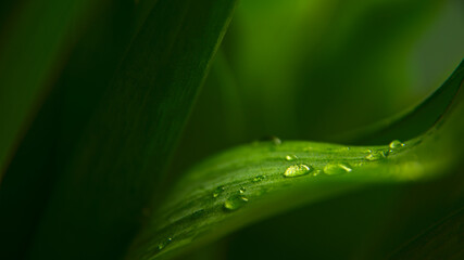 Fototapeta Water drops on green leaves obraz