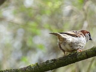 Spatz auf dem Ast