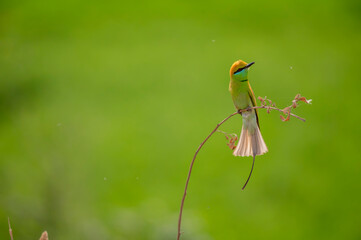 Little green bee Eater 
