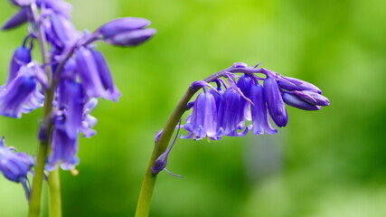 blue bells