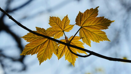 first leaves in Spring