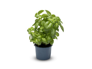 Basil in a pots isolated on white background​ with clipping​ path​