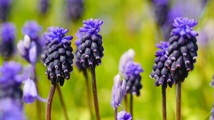 Muscari Neglectum  in Spring, blue flowers