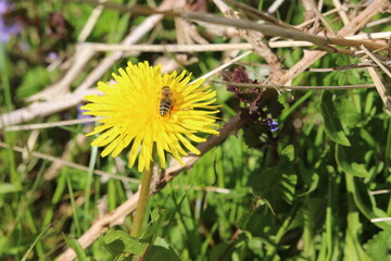 Biene auf Löwenzahn