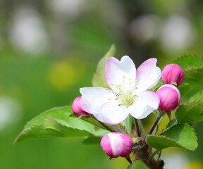 Fototapeta na wymiar Wunderschöne Apfelbaumblüten in Rosa und Weiß im Sonnenlicht im Frühling in Lana bei Meran - Südtirol