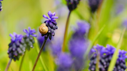 Muscari Neglectum  in Spring, blue flowers