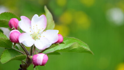 Fototapeta na wymiar Apfelbaum mit Apfelblüten in rosa und weiß in der Frühlingssonne - Apfelbaumblüte in Südtirol - Lana bei Meran