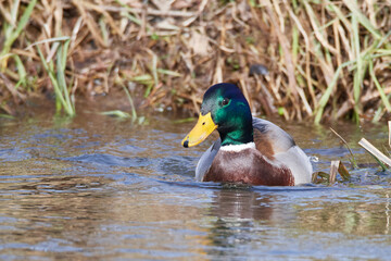 Stockenten Erpel im Frühjahr in der Spree beim Sonnenbad	
