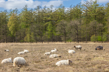 Fototapeta premium Herd of sheep lying in the heather fields of Duurswouderheide
