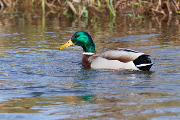 Obraz premium Stockenten Erpel im Frühjahr in der Spree beim Sonnenbad 